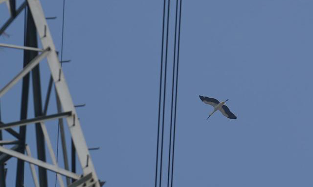 圖為12月12日，東方白鸛在鐵塔旁盤旋。（新華社記者 周密 攝）
