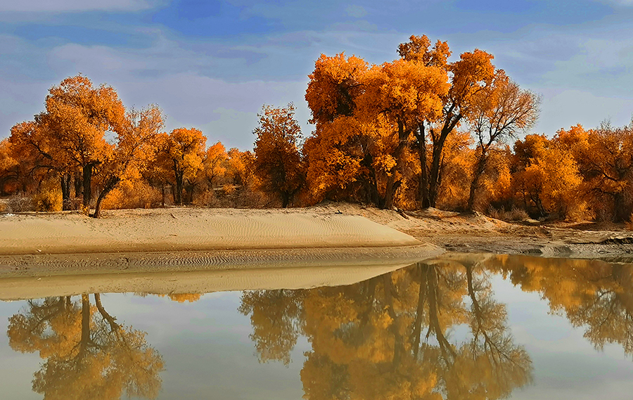 為了發揮胡楊林天然的防風固沙優勢，保護生態平衡，設計中線路最大程度繞避了胡楊林區，在確實無法繞避的情況下，也盡量從稀疏區、邊緣區通過。圖為胡楊林。