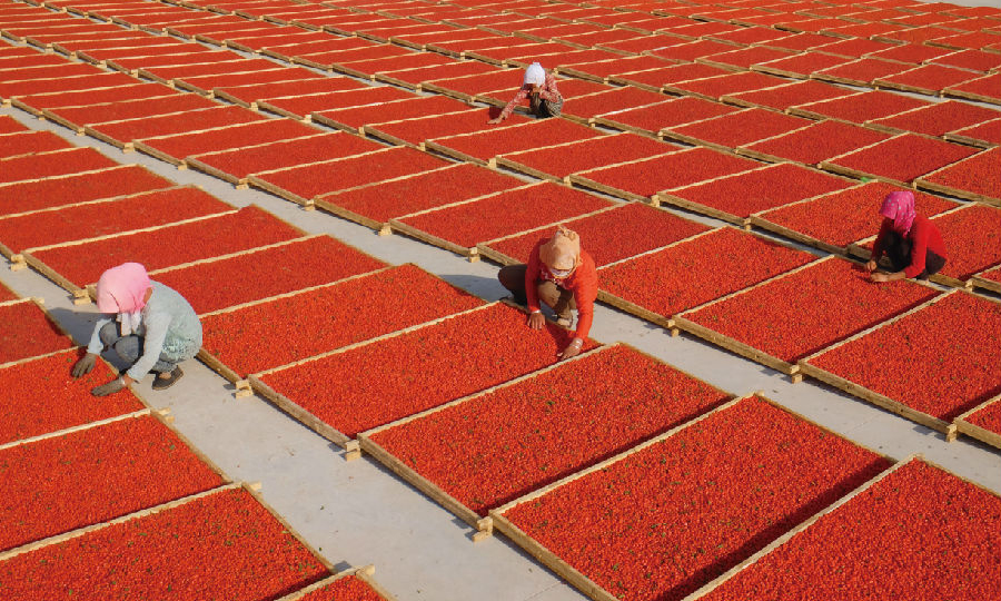 中核集團在寧夏同心縣扶持枸杞產業，助力貧困戶生活越來越紅火。