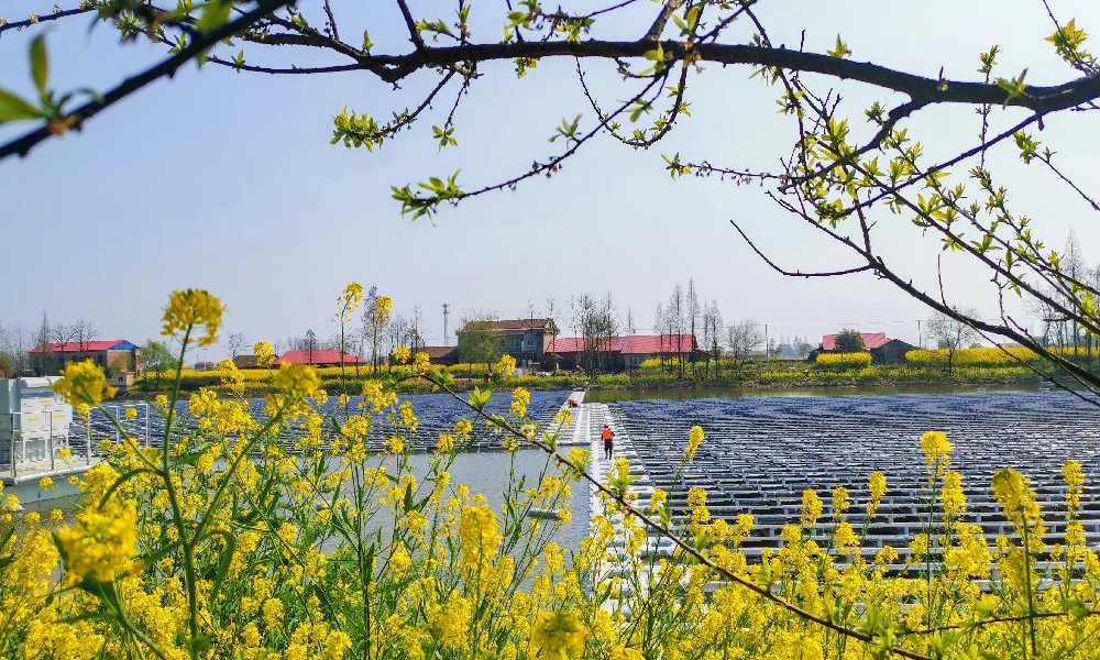 益陽北港長河漁光互補光伏電站施工現場春意盎然。