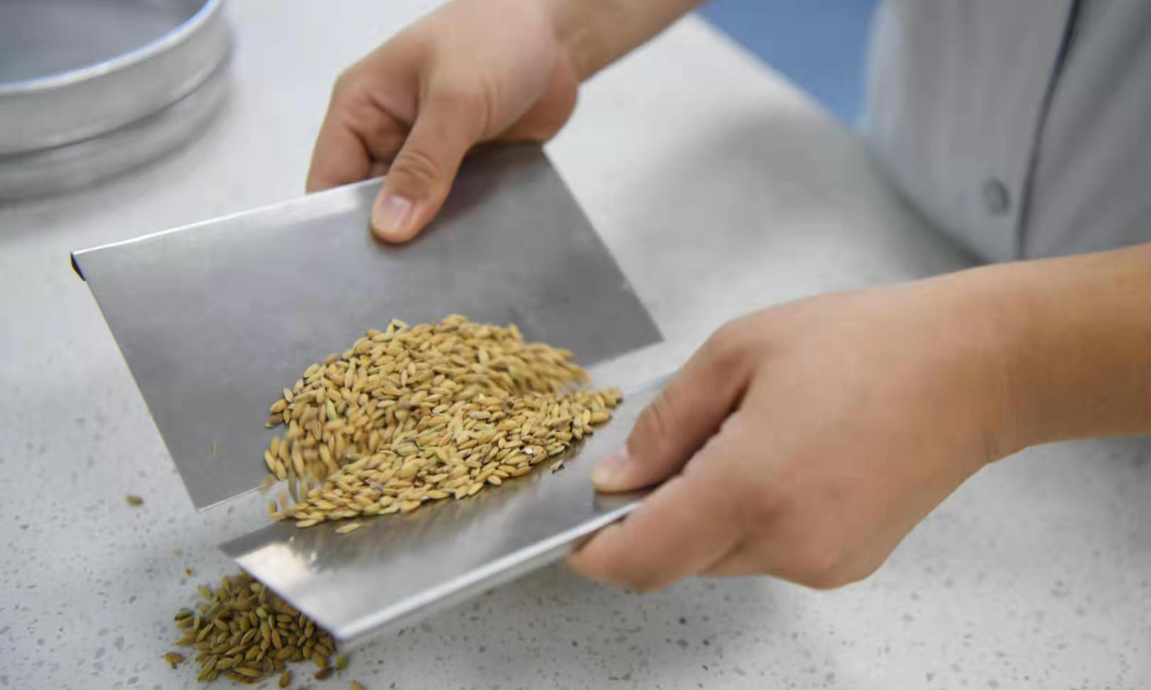 圖為7月30日，中儲糧寧鄉直屬庫檢測員在對糧食樣本進行分樣。（新華社記者 薛宇舸 攝）