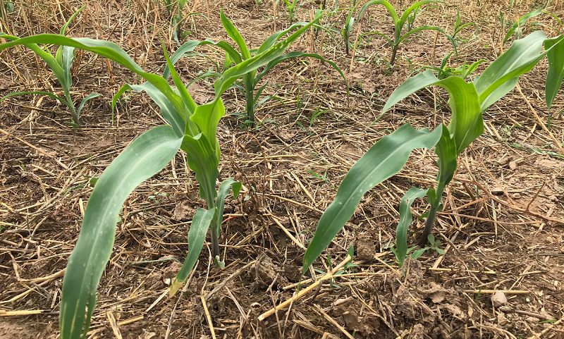 圖為中化現代農業MAP示范農場里生長的苗期玉米。（國務院國資委網站 宋詞 攝）