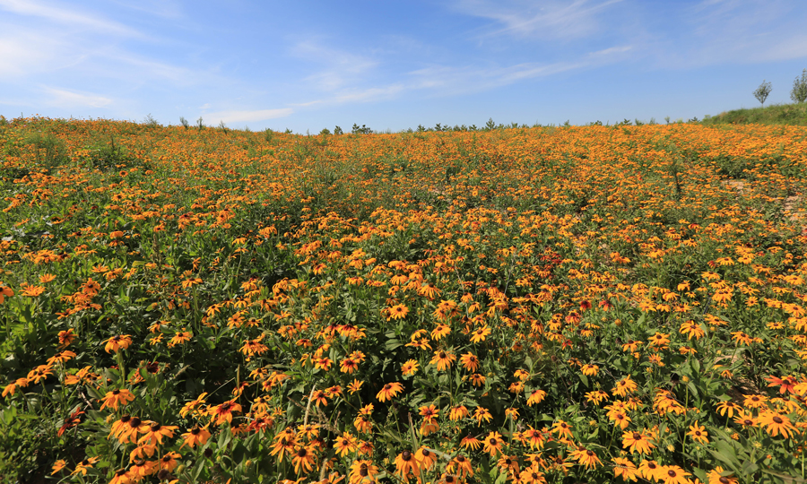 在煤炭開采的后方，還有一支隊伍辛勤工作，終年不輟，他們負責的是對采空區回填后的土地進行綠化復墾。圖為復墾區風光。