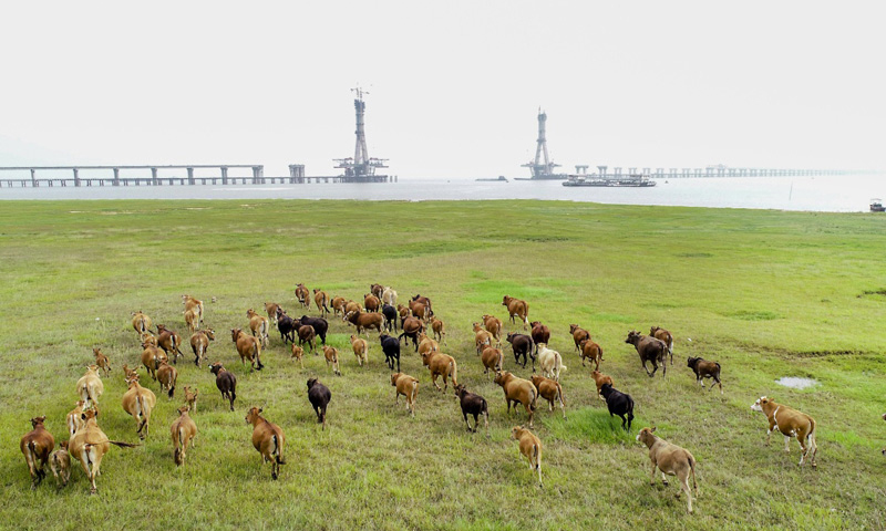日前，江西都九高速鄱陽湖二橋北主塔橫梁和鋼錨梁安裝全部完成，將于6月初封頂。新華社發（傅建斌 攝）