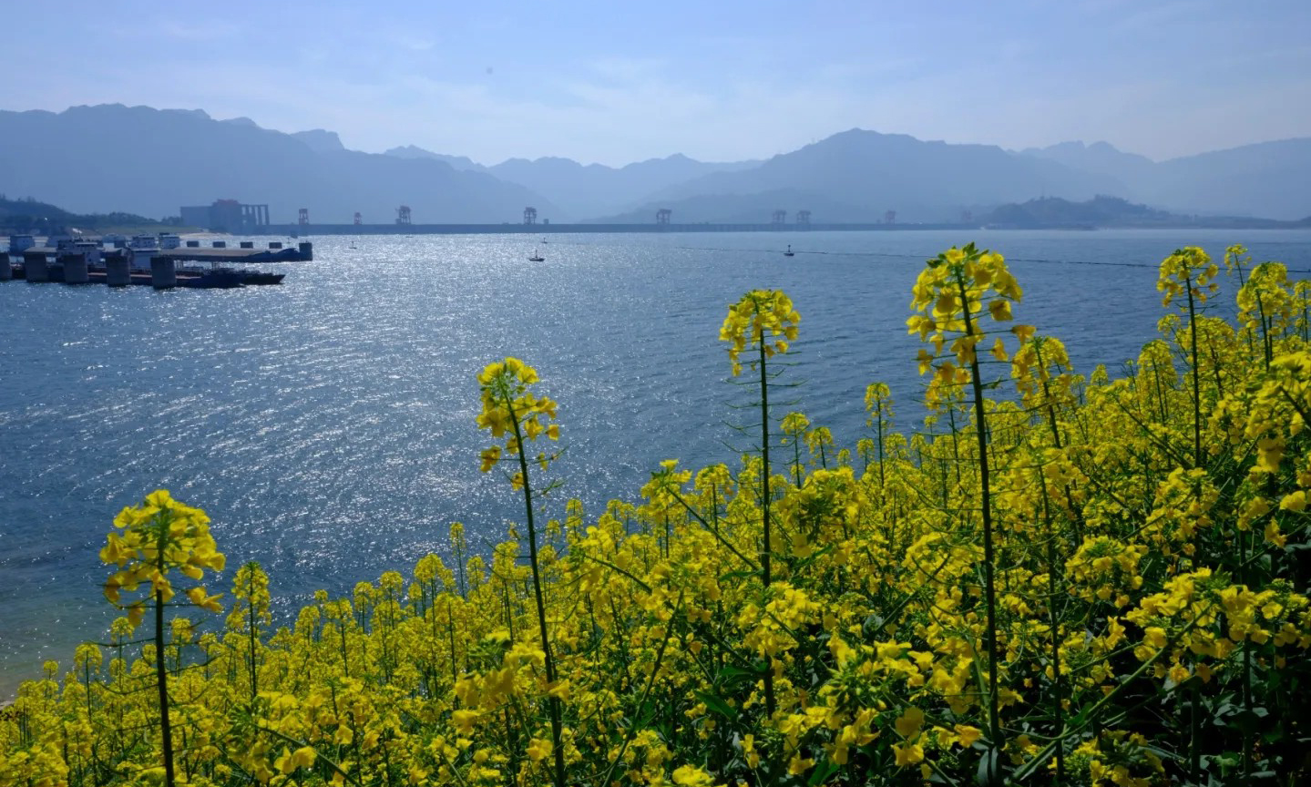 近期，世界最大水利樞紐三峽工程兩岸各色山花開放，春意正濃。中國三峽集團的攝影愛好者紛紛定格這美好的瞬間。（黃正平 攝）