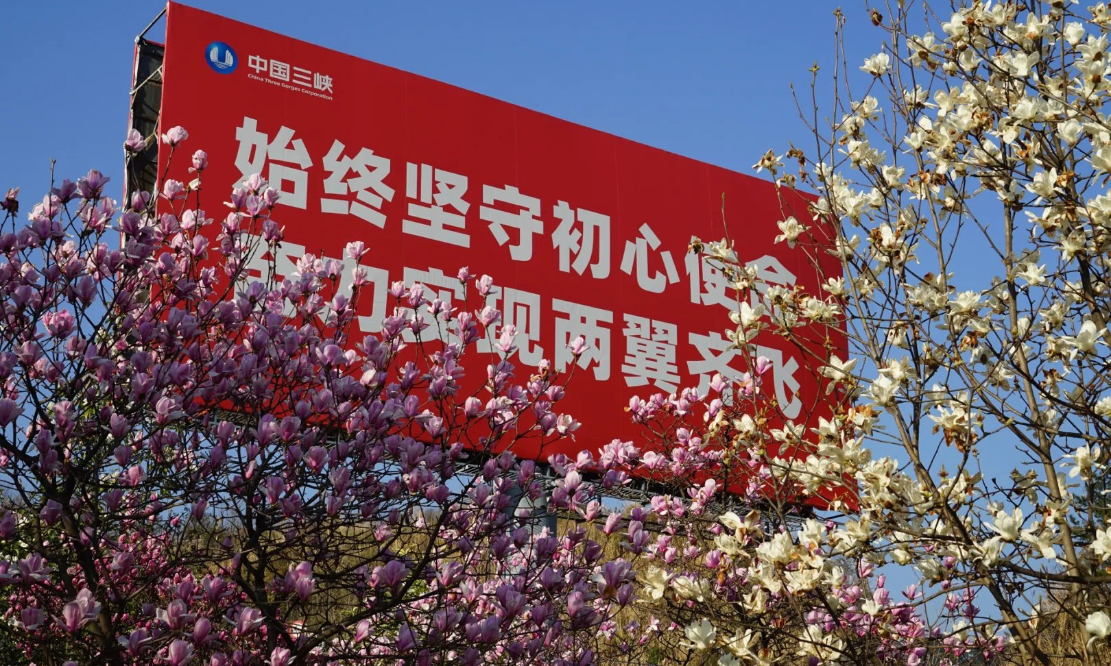 近期，世界最大水利樞紐三峽工程兩岸各色山花開放，春意正濃。中國三峽集團的攝影愛好者紛紛定格這美好的瞬間。（朱靜霞 攝）