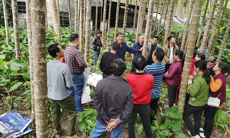 圖為中海化學營銷公司華南分公司外聘技術專家為瓊海檳榔種植戶講解病蟲防治和科學施肥技術。