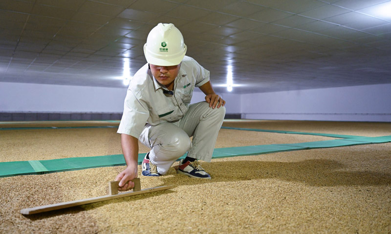 10月11日，中央儲備糧長樂直屬庫的工作人員在平房倉內鋪平稻谷。新華社記者 周義 攝