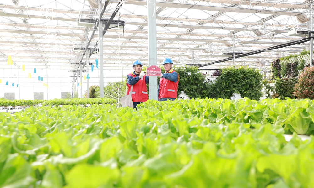 近日，國家電網冀北電力共產黨員服務隊隊員檢查溫室大棚用電設備。