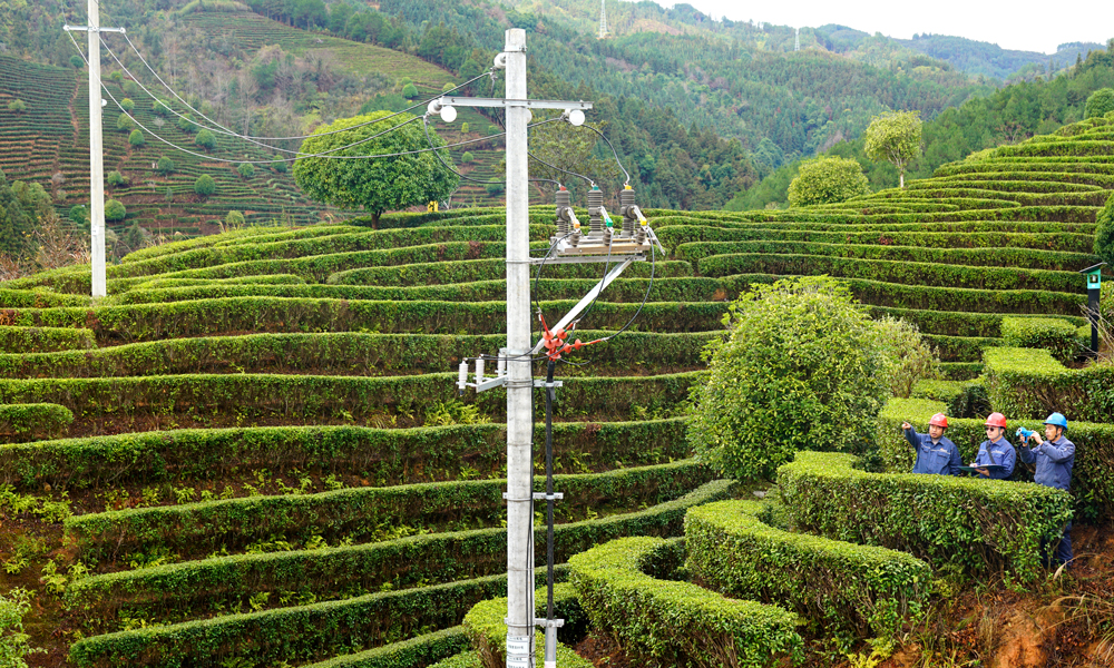 近日，南方電網廣西新電力投資集團三江供電公司工作人員到供電區域茶園開展配電線路檢查維護，為茶農茶企提供可靠電力保障。楊波 攝