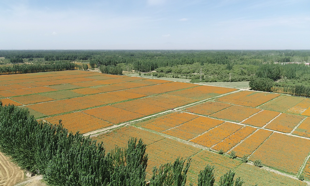 如今，葉爾羌河流域的農田灌溉保證率已從不足50%提高到75%，阿爾塔什水利樞紐在保障流域生活、生產、生態用水需求上發揮著重要作用，對推動經濟社會高質量發展，保障和改善民生，維持生態穩定性等具有十分重大的意義。圖為灌區萬壽菊種植區域。
