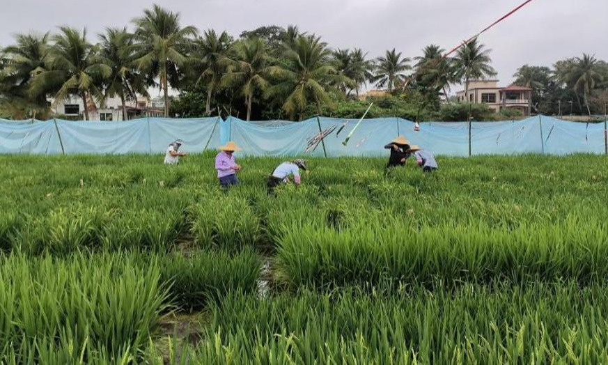 眼下正值春耕春種的黃金時節，中國農發集團緊緊圍繞“三農”工作大局，扎實推動所屬企業服務春耕春種工作有序開展。圖為在湖北種子公司海南科研基地，科研人員在緊鑼密鼓地進行材料篩選、雜交、親本收獲等工作，同時做好基地規劃，力爭早日推出優異的新品種，滿足市場需求。