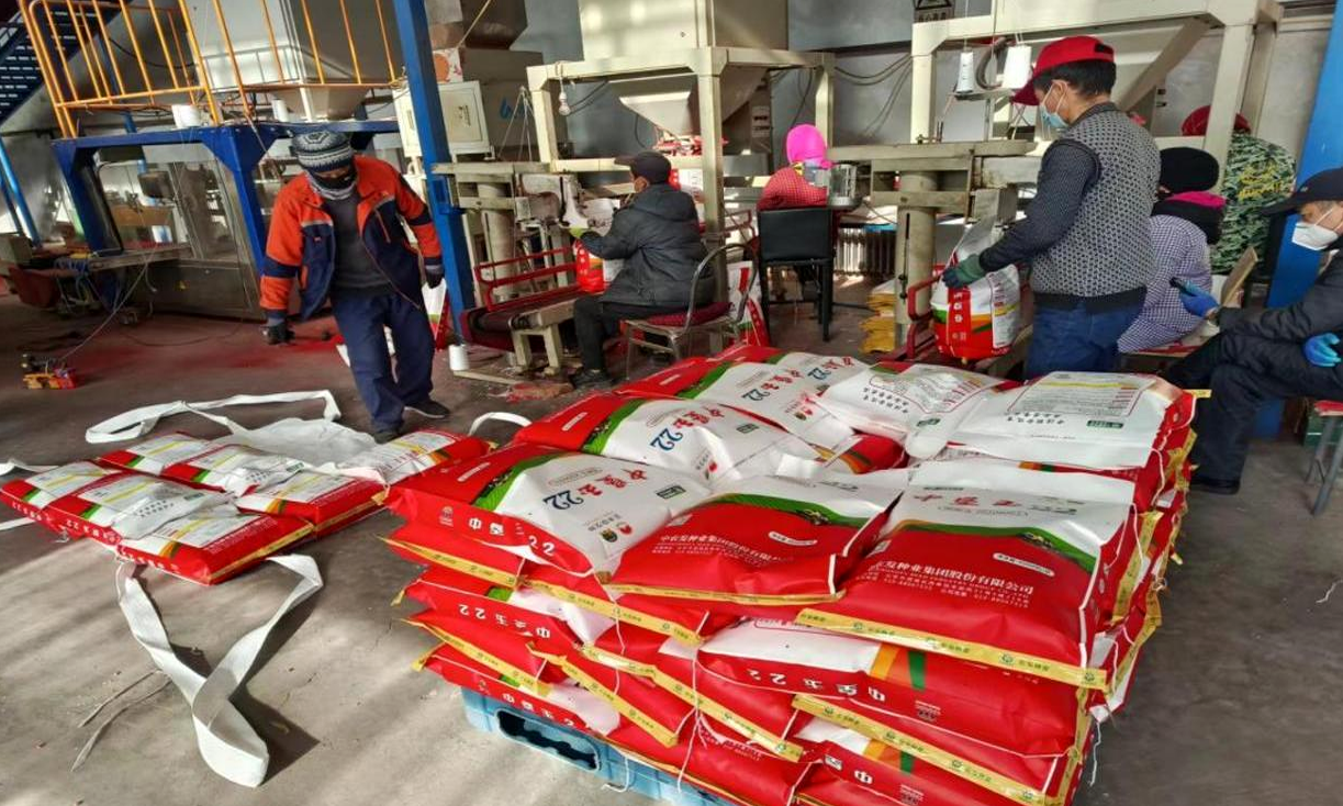 在中國最大的玉米制種基地甘肅張掖，甘肅興達種業公司加班加點做好種子加工和發運，積極安排部署小包裝加工生產進度，協調運力，公司小包裝加工線開足馬力，滿負荷運轉，保證春耕種子快速及時發運到經銷商手中。