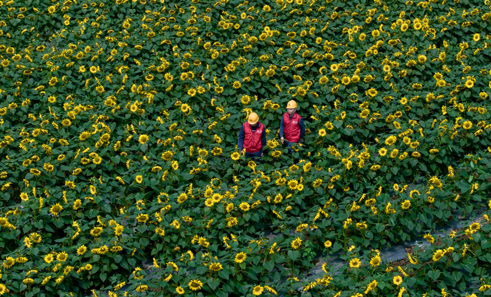 南方電網廣東江門臺山局都斛所黨員服務隊對涉農配電線路進行隱患排查，為春耕春灌用電保駕護航。