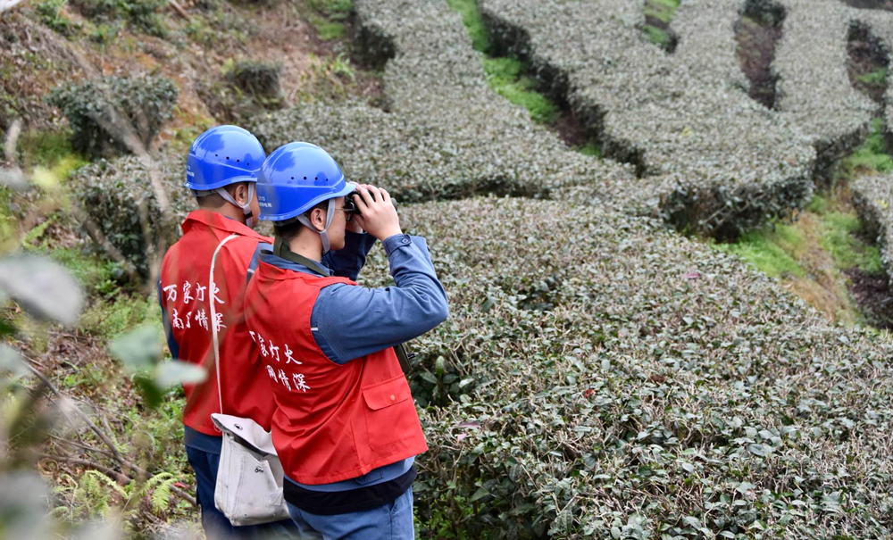 南方電網廣東梅州豐順局工作人員到茶企檢查線路設備情況。