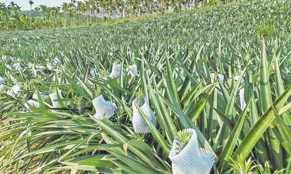 當前，各地春耕備耕工作陸續展開，中國海油相關企業統籌協調油品供應，全力以赴生產化肥等相關農資產品，開辟綠色通道，提供優質服務，將油品送到田間地頭，為豐產豐收保駕護航，助力鄉村振興。圖為4月中旬，在海南省瓊海市，使用中國海油富島復合肥的菠蘿即將成熟上市。農戶給菠蘿穿上“外套”，保護其外觀。曲均峰 攝