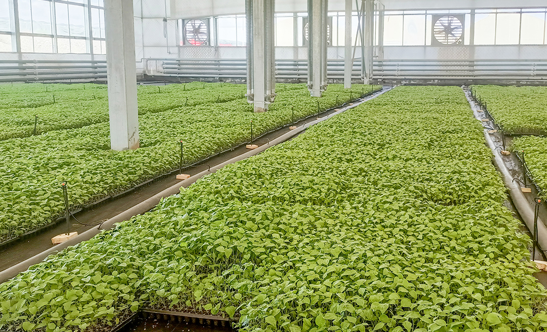 招商局集團以招商局慈善基金會為平臺，協同下屬公司中外運長航新疆公司組織團隊多次赴莎車縣調研，深入了解戈壁灘資源和生態情況，評估產業發展基礎，分析產業特色和優勢。如今，這里形成集研發、育苗、種植、加工、倉儲、保鮮、配送、休閑觀光等為一體的戈壁產業園。圖為招商局集團幫扶新疆莎車縣戈壁產業園建造智能育苗溫室。