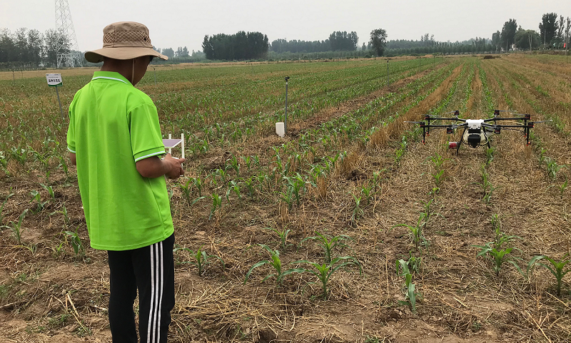 不遠處的中化現代農業MAP示范農場里，工作人員正在玉米田操作植保無人機進行飛防作業。（國務院國資委網站 宋詞 攝）